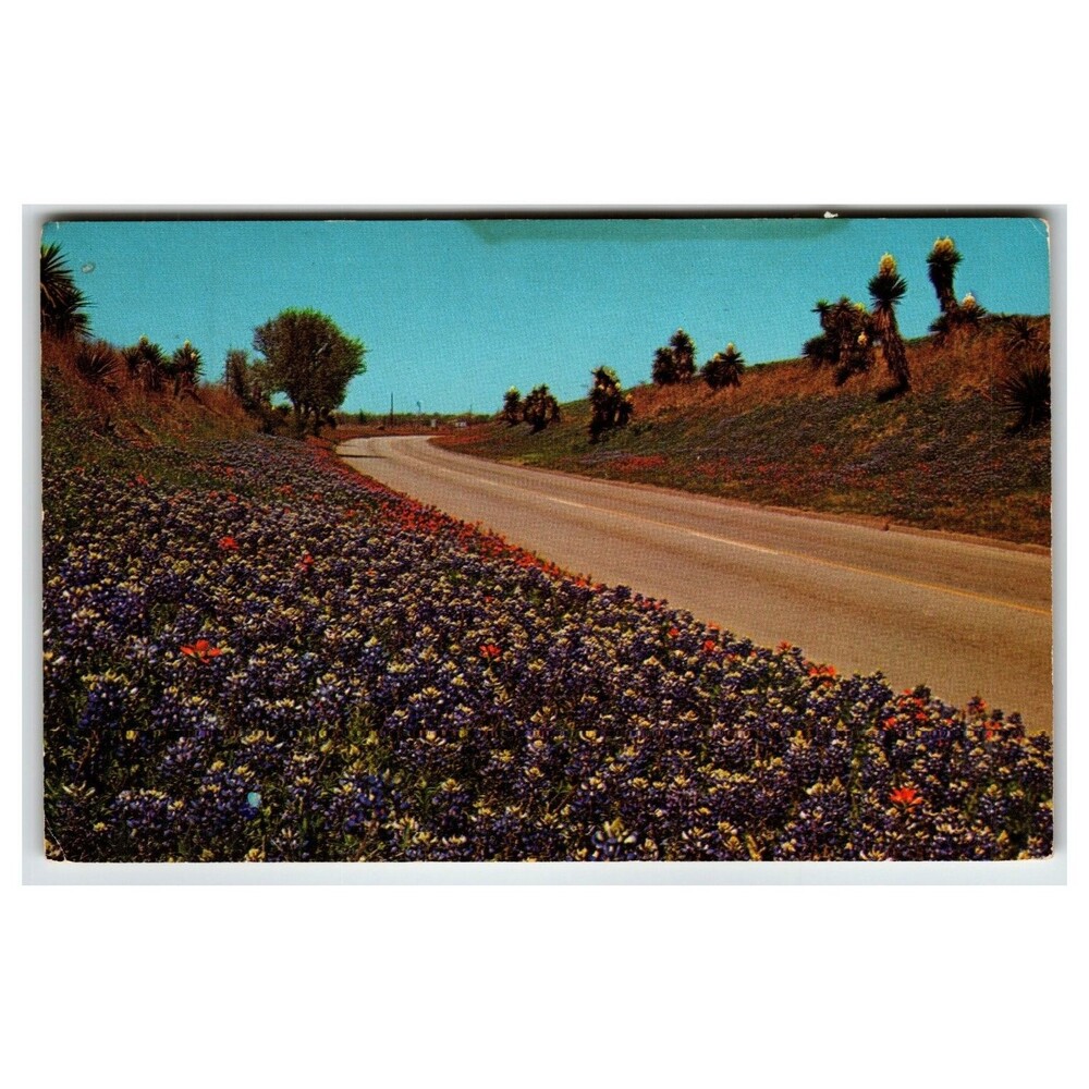 Texas Hill Country Wildflowers Bluebonnets Roadside Chrome Postcard